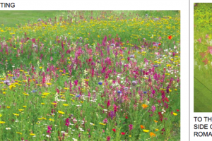 wildflower and bulb planting.png - Roman Gardens, Castlefield